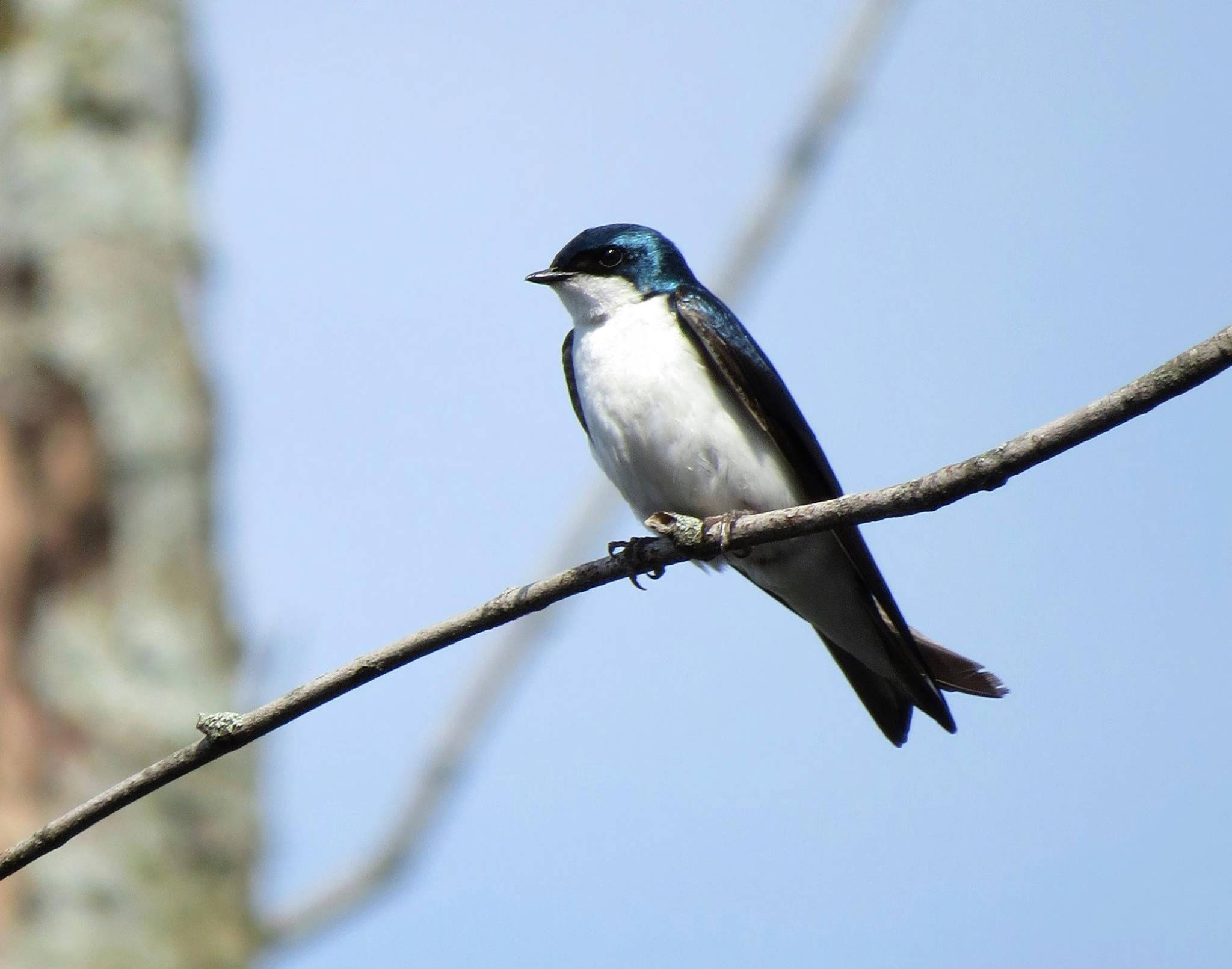 What Sound Does A Tree Swallow Make