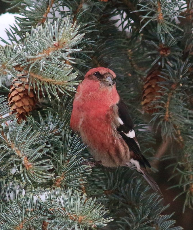 male White-winged Crossbill - photo curtesy of Tom Benson, Flickr.com